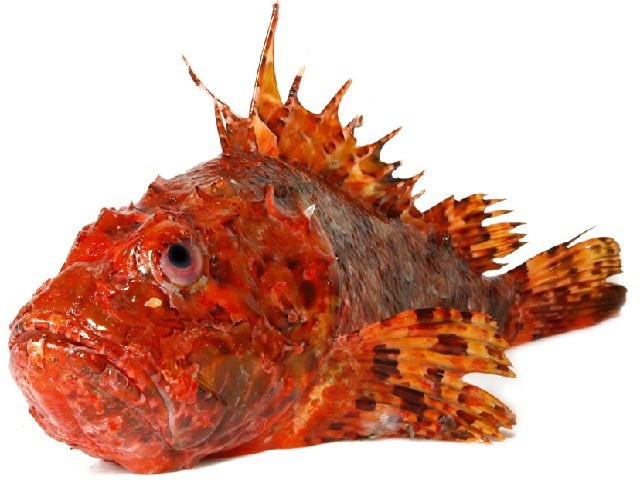 DRACHENKOPF 1000-2000