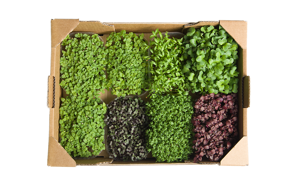 FLORIAMO BIO BRUNNENKRESSE ASIA