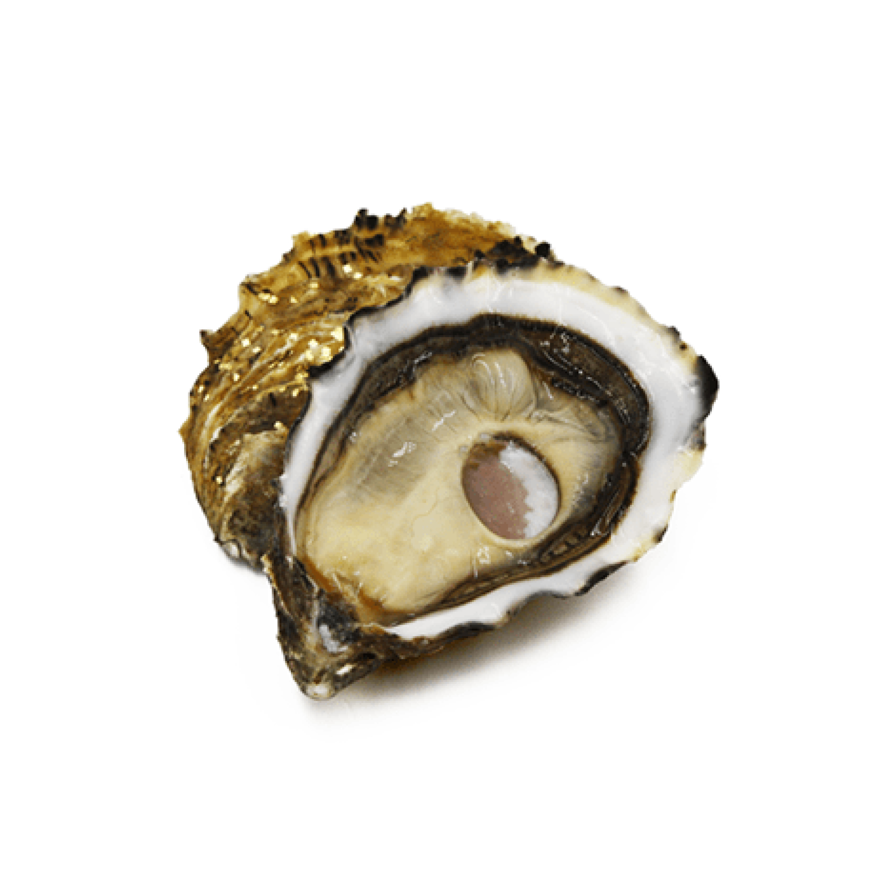 AUSTERN OSTRA REGAL SRL OR N3